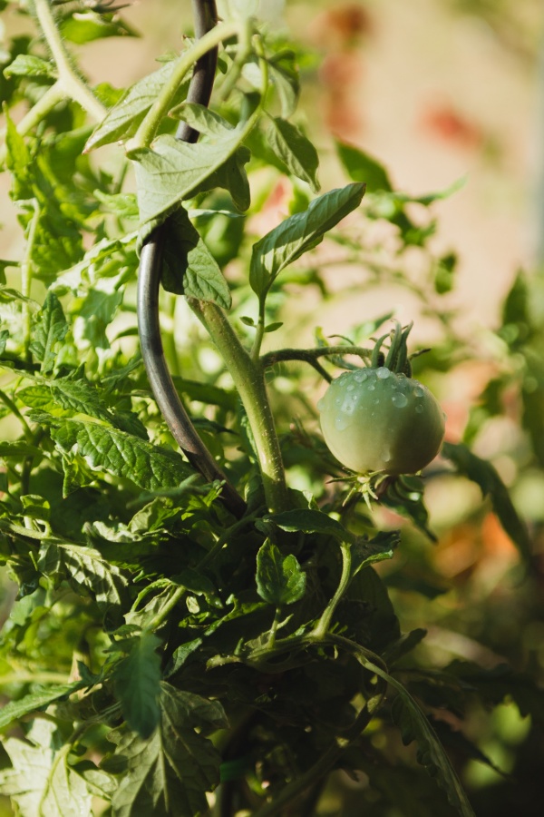 Tomates